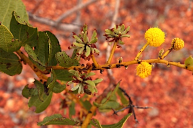 APII jpeg image of Acacia retivenea subsp. retivenea  © contact APII