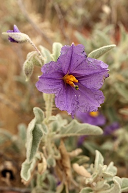 APII jpeg image of Solanum succosum  © contact APII