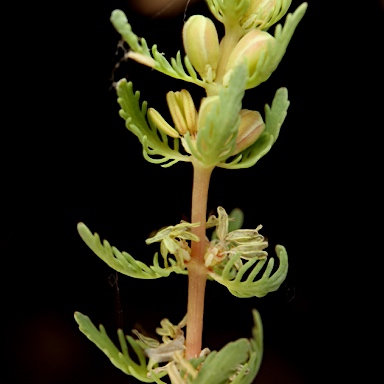 APII jpeg image of Myriophyllum verrucosum  © contact APII