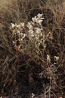 APII jpeg image of Ptilotus obovatus  © contact APII