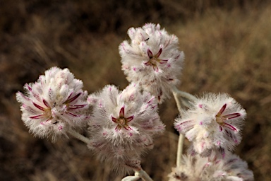 APII jpeg image of Ptilotus obovatus  © contact APII