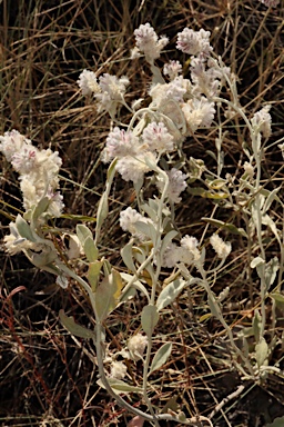 APII jpeg image of Ptilotus obovatus  © contact APII