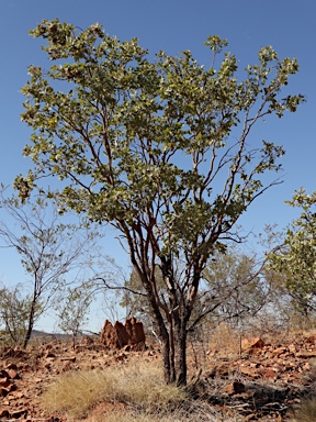 APII jpeg image of Corymbia aspera  © contact APII