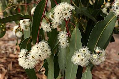 APII jpeg image of Eucalyptus haemastoma  © contact APII