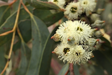 APII jpeg image of Eucalyptus luehmanniana  © contact APII