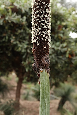 APII jpeg image of Xanthorrhoea malacophylla  © contact APII