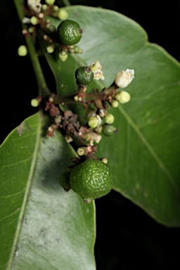 APII jpeg image of Glycosmis trifoliata  © contact APII