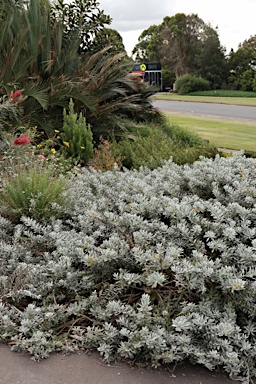 APII jpeg image of Eremophila glabra 'Kalbarri Carpet'  © contact APII