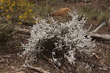 APII jpeg image of Leucopogon attenuatus  © contact APII