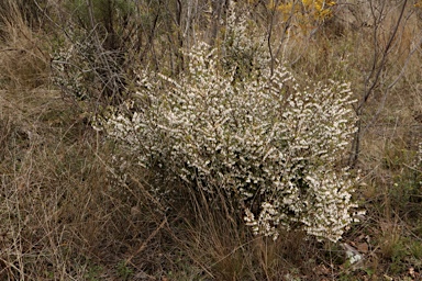 APII jpeg image of Leucopogon fletcheri subsp. brevisepalus  © contact APII