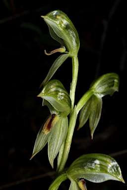 APII jpeg image of Pterostylis umbrina  © contact APII