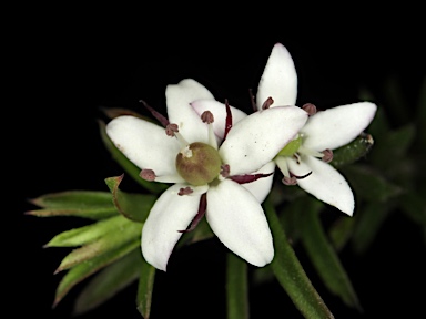 APII jpeg image of Rhytidosporum procumbens  © contact APII