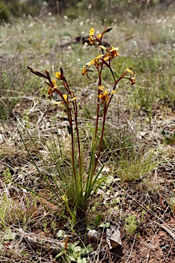 APII jpeg image of Diuris pardina  © contact APII