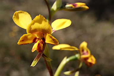 APII jpeg image of Diuris sulphurea  © contact APII