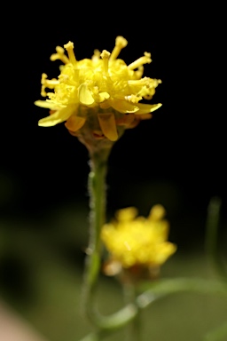 APII jpeg image of Hyalosperma glutinosum subsp. glutinosum  © contact APII