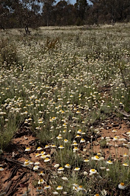 APII jpeg image of Leucochrysum albicans subsp. tricolor  © contact APII