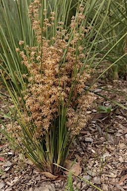 APII jpeg image of Lomandra multiflora  © contact APII