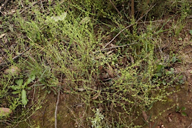 APII jpeg image of Galium gaudichaudii  © contact APII