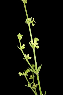 APII jpeg image of Galium gaudichaudii  © contact APII