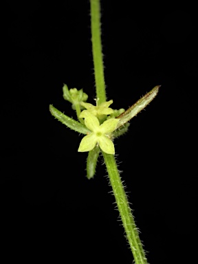 APII jpeg image of Galium gaudichaudii  © contact APII