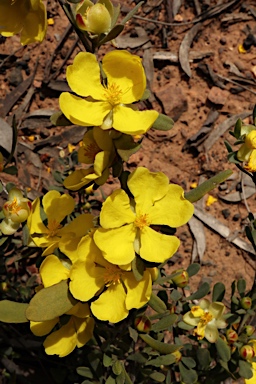 APII jpeg image of Hibbertia obtusifolia  © contact APII