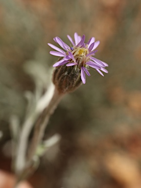 APII jpeg image of Vittadinia gracilis  © contact APII