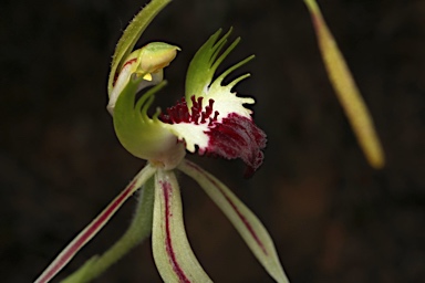 APII jpeg image of Caladenia atrovespa  © contact APII