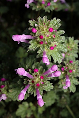 APII jpeg image of Lamium amplexicaule  © contact APII