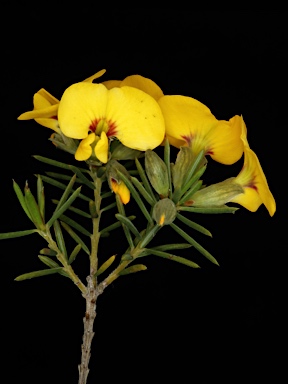 APII jpeg image of Dillwynia crispii  © contact APII