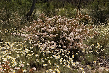 APII jpeg image of Calytrix tetragona  © contact APII