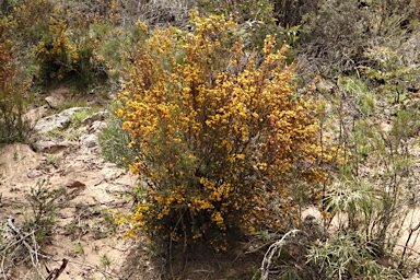 APII jpeg image of Pultenaea altissima  © contact APII