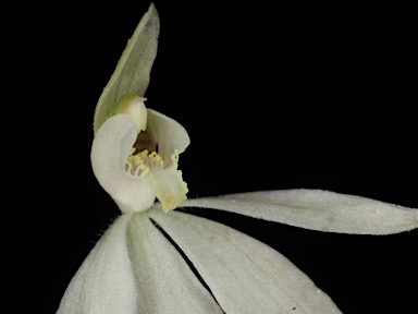 APII jpeg image of Caladenia fuscata  © contact APII