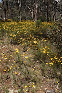 APII jpeg image of Xerochrysum viscosum  © contact APII