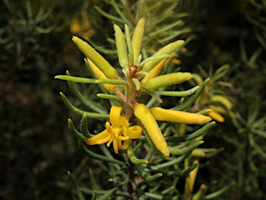 APII jpeg image of Persoonia curvifolia  © contact APII