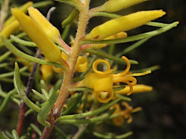 APII jpeg image of Persoonia curvifolia  © contact APII