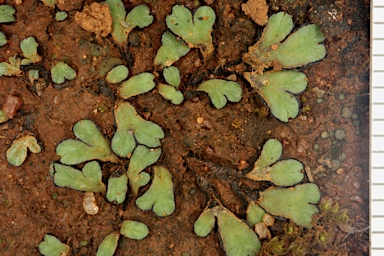 APII jpeg image of Riccia spongiosula  © contact APII