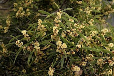 APII jpeg image of Acacia oswaldii  © contact APII