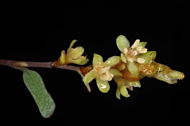 APII jpeg image of Muehlenbeckia tuggeranong  © contact APII