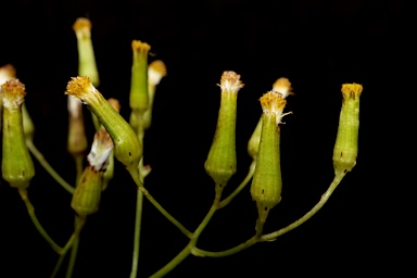 APII jpeg image of Senecio quadridentatus  © contact APII