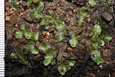 APII jpeg image of Riccia cartilaginosa  © contact APII