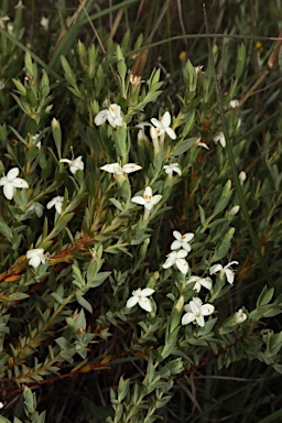 APII jpeg image of Pimelea glauca  © contact APII