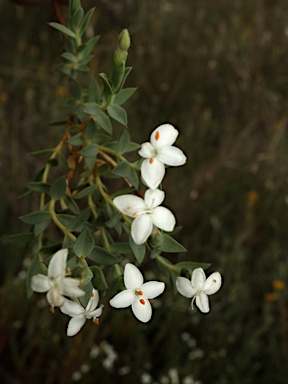 APII jpeg image of Pimelea glauca  © contact APII