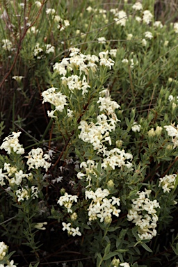 APII jpeg image of Pimelea glauca  © contact APII