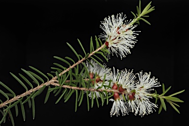 APII jpeg image of Melaleuca howeana  © contact APII