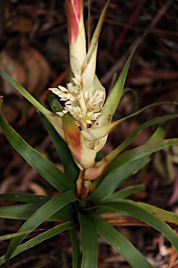 APII jpeg image of Dracophyllum sayeri  © contact APII