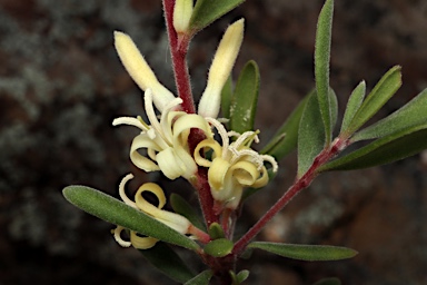 APII jpeg image of Persoonia subvelutina  © contact APII