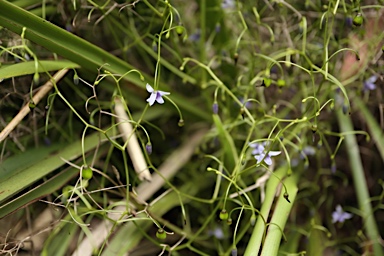 APII jpeg image of Dianella brevipedunculata  © contact APII