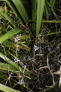 APII jpeg image of Dianella brevipedunculata  © contact APII