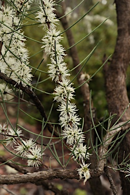 APII jpeg image of Melaleuca teretifolia  © contact APII