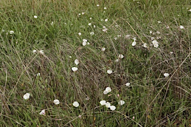 APII jpeg image of Convolvulus arvensis  © contact APII